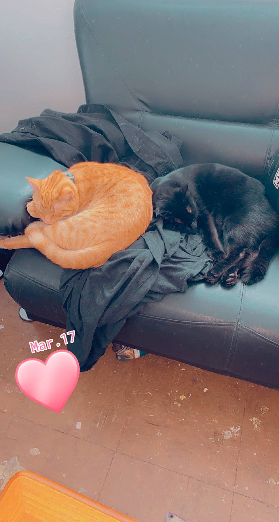 Titch is registered to the contest to win money with this photo: bag, balloon, carmine, carnivore, cat, comfort, couch, felidae, flooring, fur, human_body, human_leg, linens, luggage_and_bags, peach, shoe, sitting, small_to_medium_sized_cats, tail, whiskers