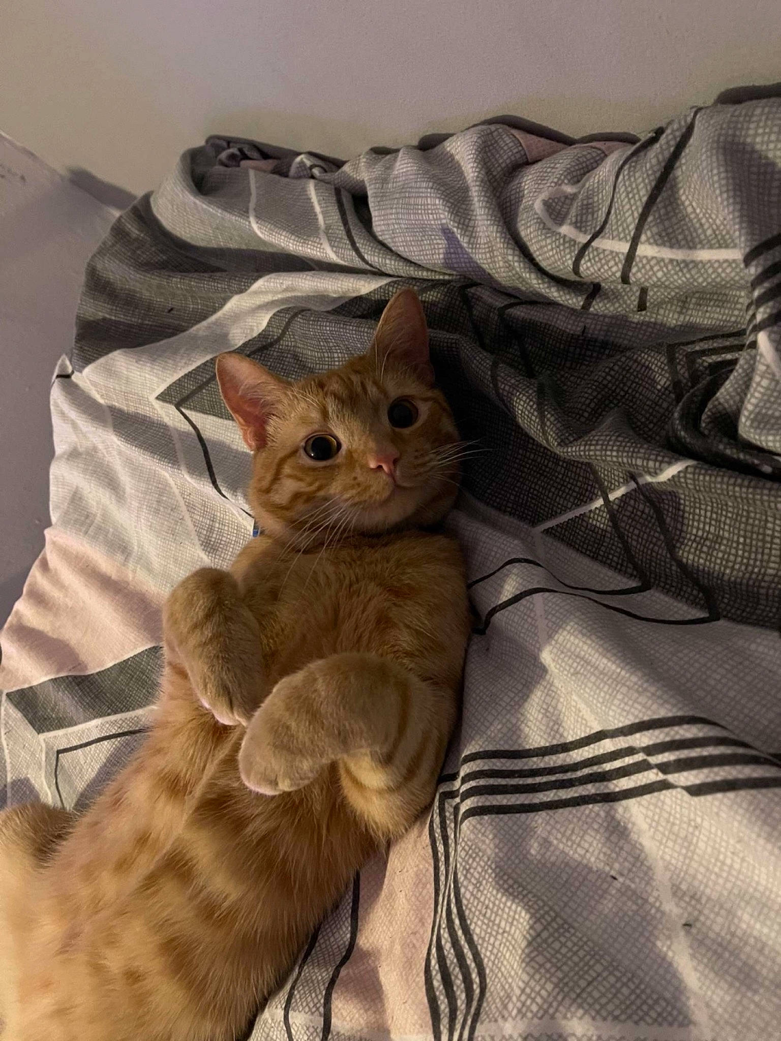 Titch joined the competition — help win amazing prizes! bed, carnivore, cat, comfort, domestic_short_haired_cat, eye, fawn, felidae, fur, grey, hat, linens, pattern, paw, sleeve, small_to_medium_sized_cats, t_shirt, tail, textile, whiskers