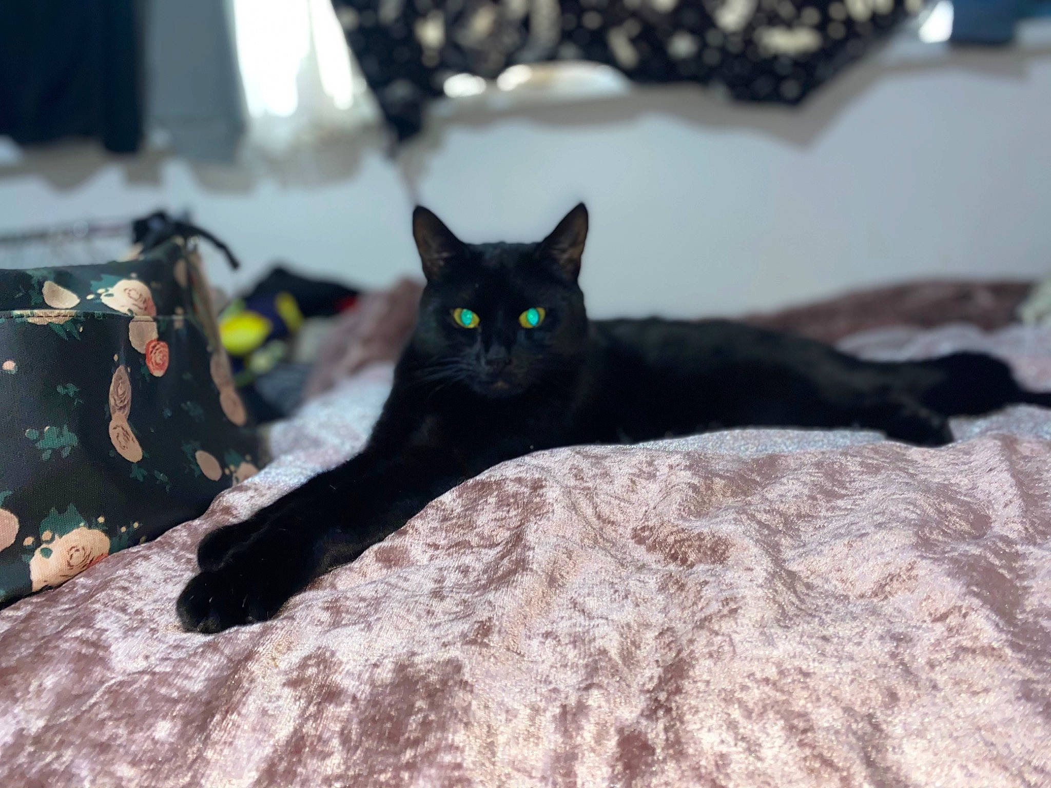 Lucifer joined the competition — help win amazing prizes! black_cat, bombay, carnivore, cat, comfort, domestic_short_haired_cat, felidae, fur, grey, havana_brown, linens, mammal, paw, sitting, small_to_medium_sized_cats, snout, tail, tree, whiskers