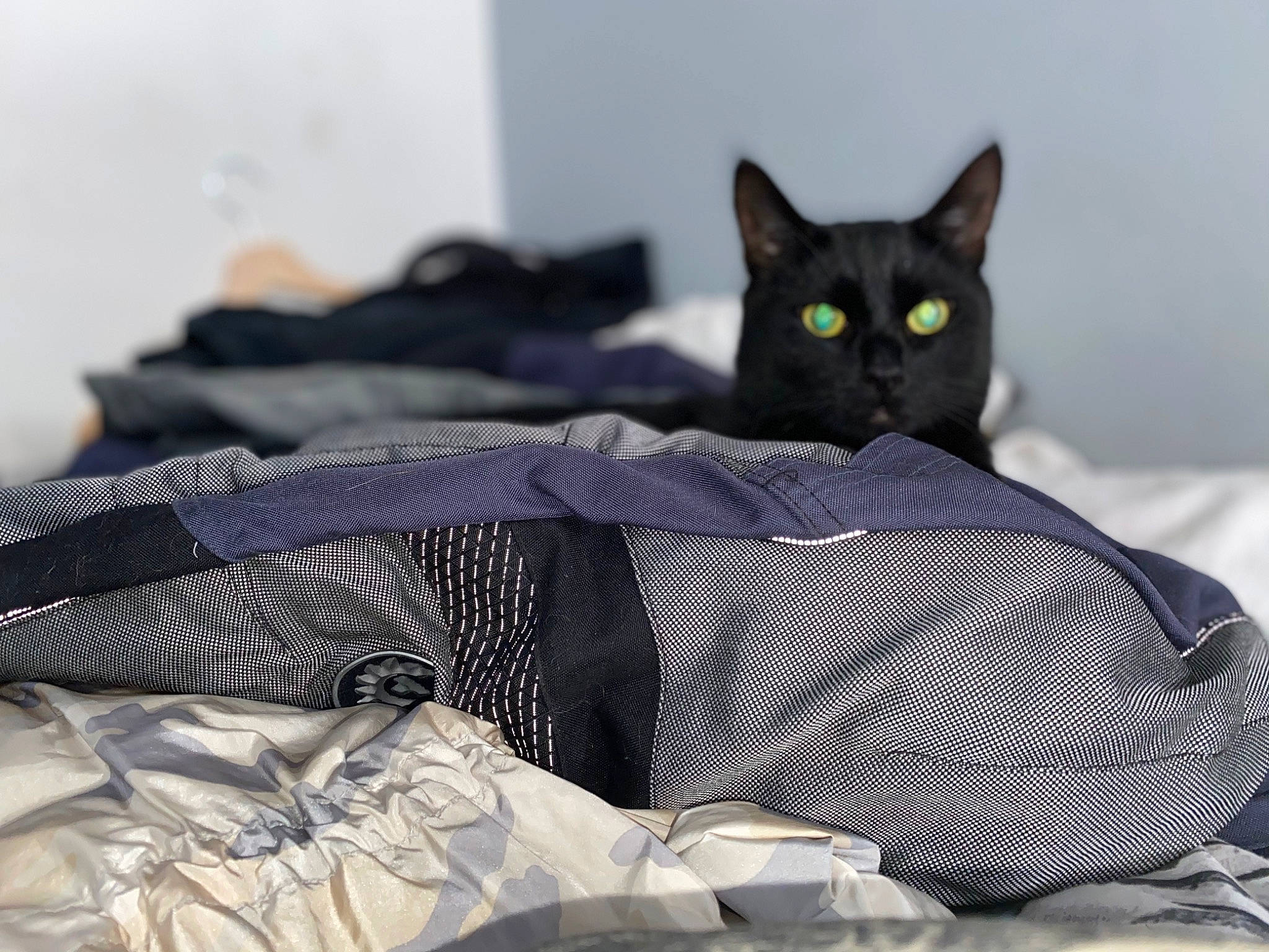 Lucifer joined the competition — help win amazing prizes! bed, bedding, black_cat, bombay, carnivore, cat, cat_supply, comfort, domestic_short_haired_cat, eye, felidae, fur, grey, linens, nap, pattern, small_to_medium_sized_cats, snout, tail, whiskers