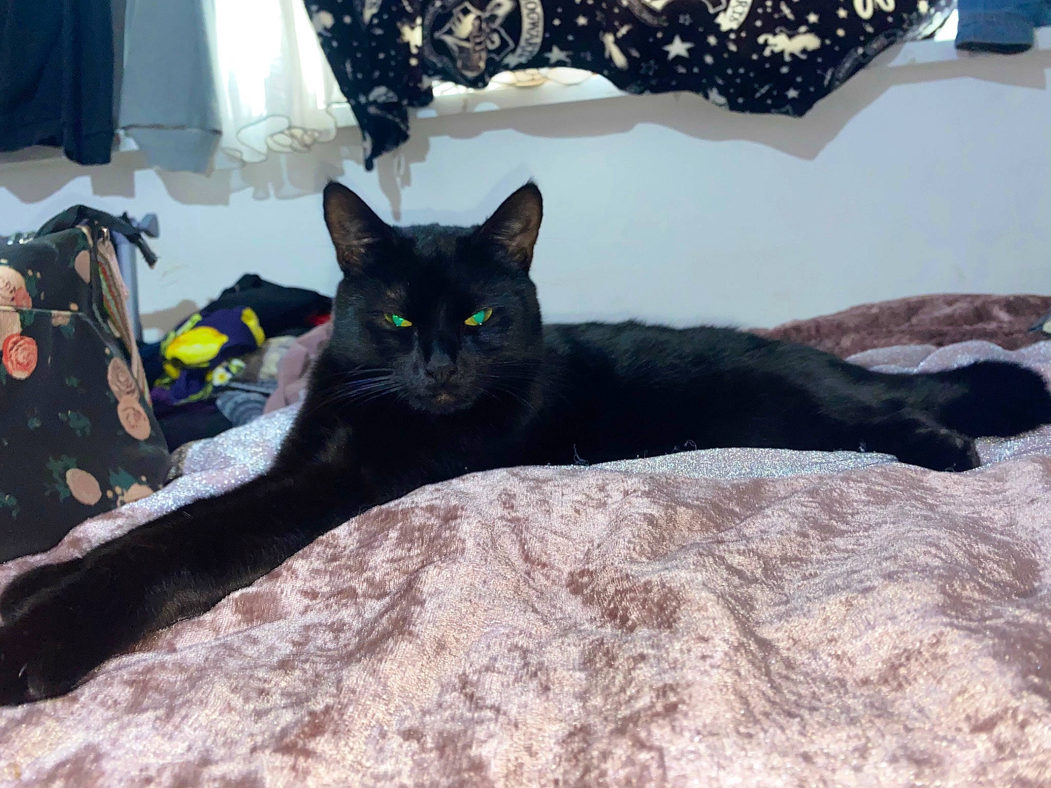 Lucifer joined the competition — help win amazing prizes! black_cat, bombay, carnivore, cat, comfort, couch, domestic_short_haired_cat, felidae, fur, grey, havana_brown, linens, plant, room, sitting, small_to_medium_sized_cats, tail, tree, whiskers