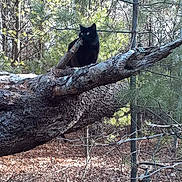 Sixx is registered to the contest to win money with this photo: animal, black_cat, branch, cat, fallen_tree, feline, forest, fur, greenery, leaf_litter, looking_at_camera, nature, outdoor, pet, pointed_ears, portrait, sitting, tree, wildlife, woodland