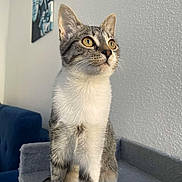 Venus a rejoint le concours — aidez-le/la à gagner de superbes lots ! cat, tabby, yellow_eyes, pet, indoor, feline, curious, sitting, perch, gray, white_wall, texture, couch, blue_couch, portrait, animal, domestic, young_cat, whiskers, fur
