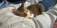 Venus a rejoint le concours — aidez-le/la à gagner de superbes lots ! cat, tabby_cat, sleeping, jeans, person, lap, couch, blue_couch, blanket, floral_pattern, indoor, relaxation, resting, feline, domestic_cat, cozy, comfort, casual, home, nap