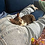 cat, tabby_cat, sleeping, jeans, person, lap, couch, blue_couch, blanket, floral_pattern, indoor, relaxation, resting, feline, domestic_cat, cozy, comfort, casual, home, nap