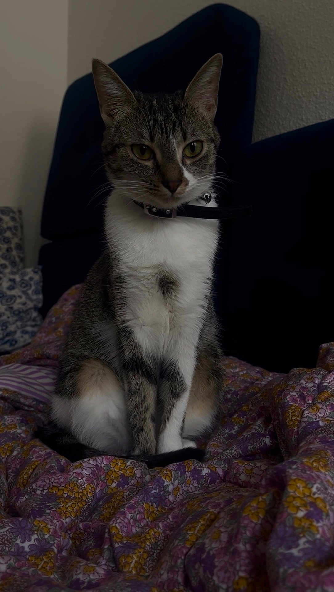 Venus a rejoint le concours — aidez-le/la à gagner de superbes lots ! cat, tabby, sitting, indoor, blanket, floral_pattern, feline, pet, collar, fur, whiskers, ears, yellow_eyes, bedroom, cozy, animal, domestic_cat, resting, quiet, cute