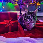 Bella joined the competition — help win amazing prizes! cat, pet, christmas_tree, christmas_lights, gift_box, ribbon, ornament, tree_skirt, red_blanket, bokeh, festive, indoor, cozy, whiskers, bell, collar, fur, ears, hardwood_floor, present