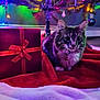 cat, pet, christmas_tree, christmas_lights, gift_box, ribbon, ornament, tree_skirt, red_blanket, bokeh, festive, indoor, cozy, whiskers, bell, collar, fur, ears, hardwood_floor, present