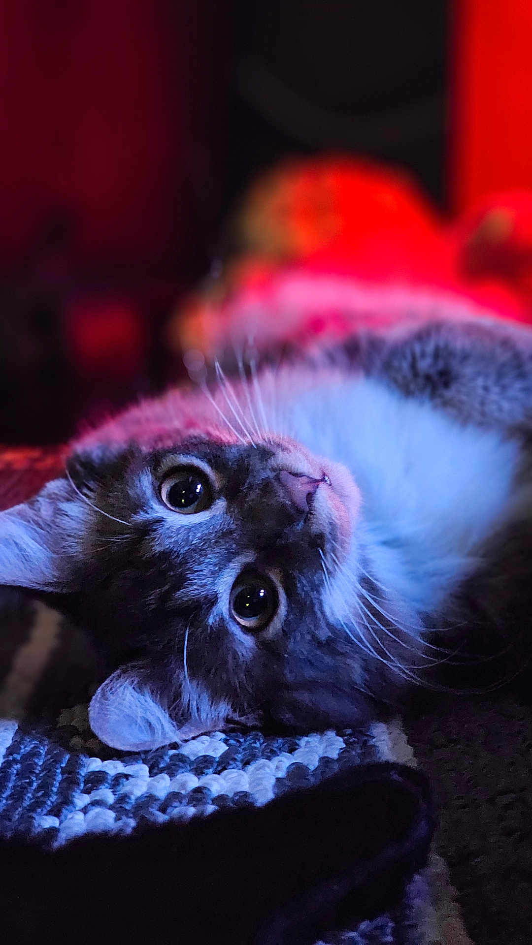 Bella is registered to the contest to win money with this photo: cat, kitten, feline, whiskers, big_eyes, fur, close_up, portrait, indoor, rug, colorful_lighting, neon_lighting, bokeh, relaxed, lying_down, pet, domestic_animal, cute, gaze, cozy