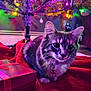 Bella joined the competition — help win amazing prizes! cat, kitten, christmas_tree, christmas_lights, ornament, gift_box, present, tree_skirt, festive, indoor, pet, collar, bell, bokeh, holiday, cozy, red_blanket, fur, whiskers, portrait