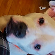 Bruno joined the competition — help win amazing prizes! canidae, carnivore, collar, companion_dog, dog, dog_breed, ear, fawn, felidae, fur, japanese_spitz, pattern, paw, pet_supply, plaid, small_to_medium_sized_cats, snout, sporting_group, tartan, whiskers