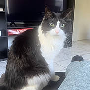 Luey is registered to the contest to win money with this photo: animal, black_and_white, cat, chair, cozy, curious, domestic_animal, feline, floor_tiles, fluffy, fur, green_eyes, home, indoor, living_room, pet, seated, soft_lighting, television, whiskers