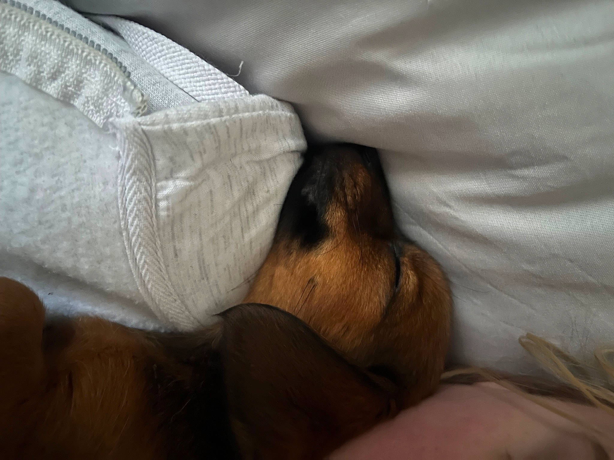 Jessie is registered to the contest to win money with this photo: bed, bed_sheet, bedding, blanket, canidae, carnivore, comfort, companion_dog, duvet, elbow, felidae, fur, grey, human_leg, linens, nap, room, sporting_group, textile, wood