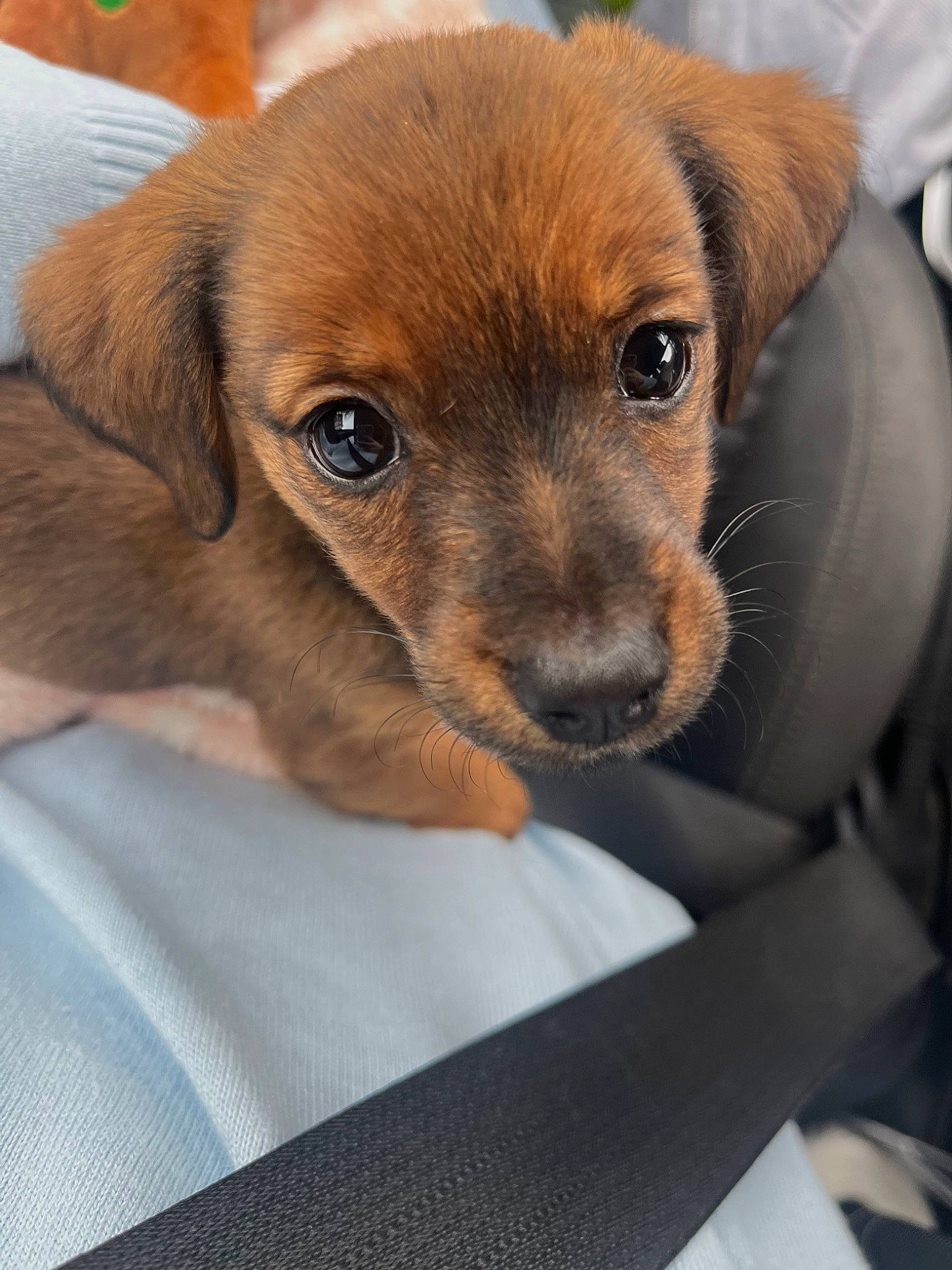 Jessie joined the competition — help win amazing prizes! canidae, carnivore, comfort, companion_dog, dog, dog_breed, ear, fawn, fur, liver, puppy, sporting_group, whiskers, working_animal