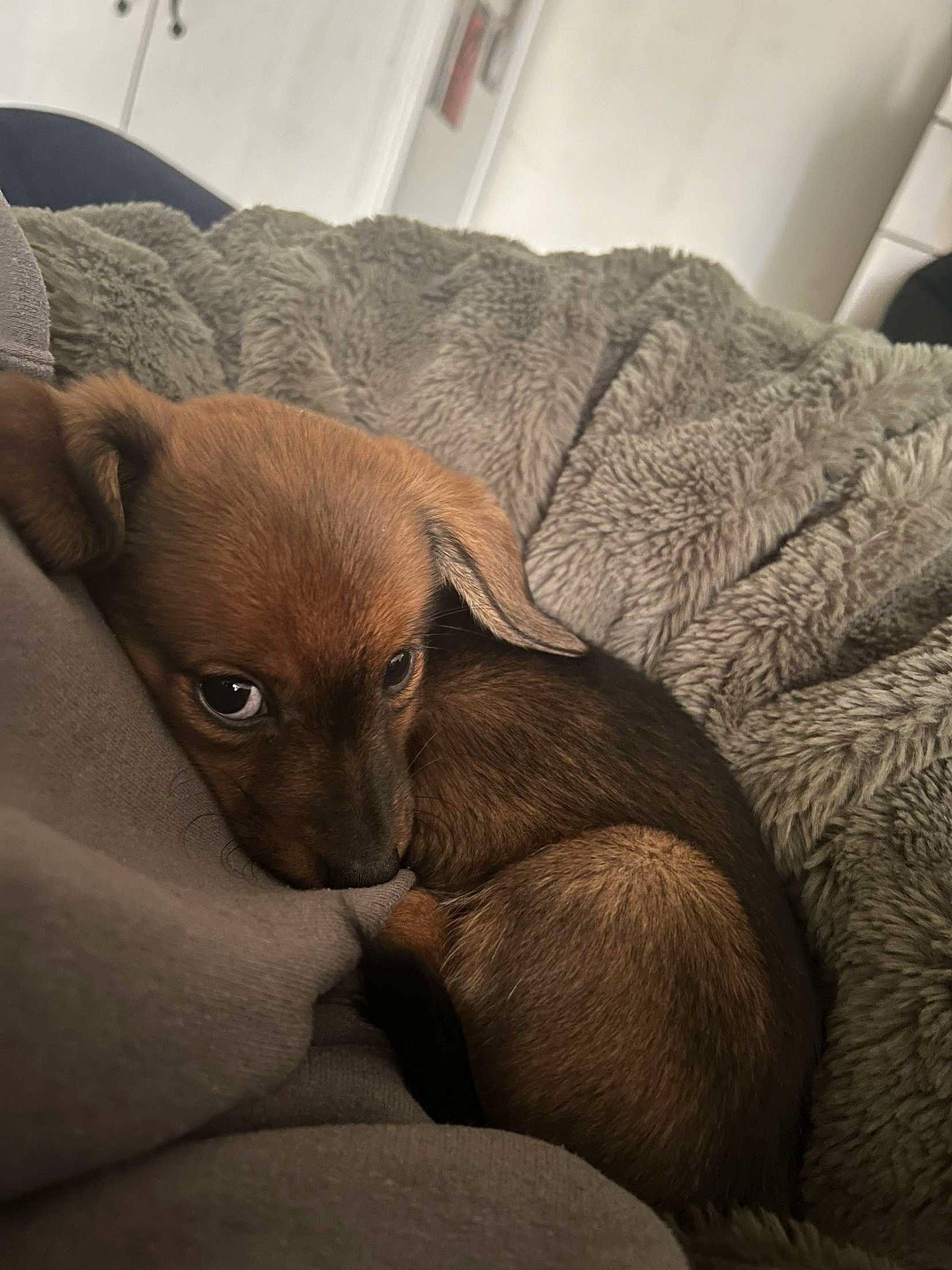 Jessie joined the competition — help win amazing prizes! canidae, carnivore, comfort, companion_dog, dog, dog_breed, ear, fawn, grey, gun_dog, liver, nap, paw, puppy, snout, sporting_group, tail, terrestrial_animal, whiskers, working_animal