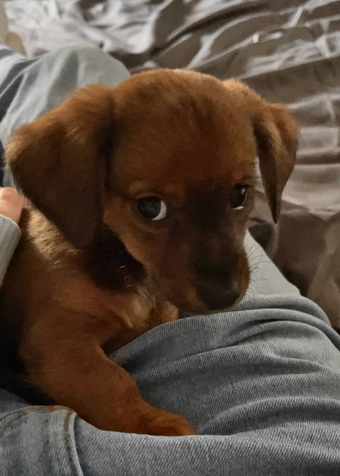 Jessie is registered to the contest to win money with this photo: canidae, carnivore, comfort, companion_dog, dog, dog_breed, fawn, fur, guard_dog, linens, liver, paw, puppy, snout, sporting_group, street_dog, terrestrial_animal, toy_dog, whiskers, working_animal