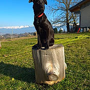 Vico participe au concours pour gagner de l'argent avec cette photo : alert, animal, black_dog, blue_sky, canine, collar, daylight, dog, grass, landscape, mountains, nature, outdoor, pet, rural, scenery, sitting, sunny, tree_stump, yard