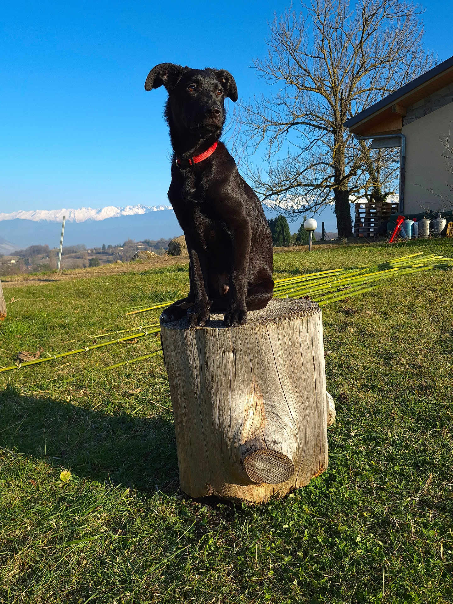 Vico participe au concours pour gagner de l'argent avec cette photo : alert, animal, black_dog, blue_sky, canine, collar, daylight, dog, grass, landscape, mountains, nature, outdoor, pet, rural, scenery, sitting, sunny, tree_stump, yard