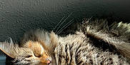 Scarr is registered to the contest to win money with this photo: carpet, cat, closeup, cozy, ear, fur, indoor, nap, nose, pet, portrait, relaxation, resting, shadow, sleeping_cat, soft, sunlight, tabby, texture, whiskers