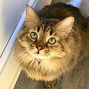 Scarr is registered to the contest to win money with this photo: cat, close_up, curious, cute, domestic_animal, ear, feline, fur, green_eyes, hardwood_floor, indoor, long_hair, looking_up, mammal, paw, pet, portrait, tabby, wall, whiskers