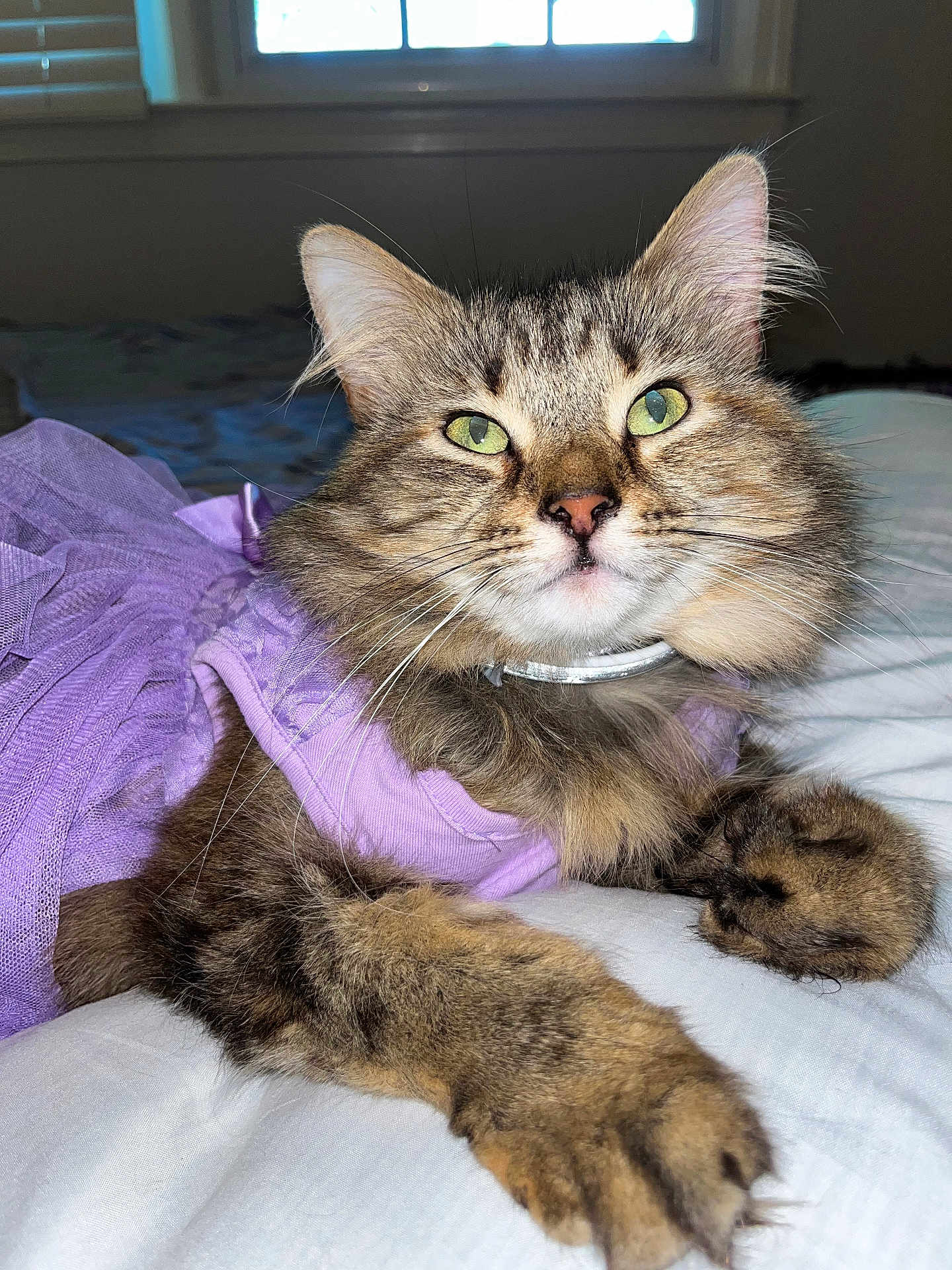Scarr is registered to the contest to win money with this photo: bed, bedroom, blanket, cat, close_up, collar, dress, feline, fluffy, fur, green_eyes, indoor, long_hair, paw, portrait, purple_clothing, relaxed, tabby, whiskers, window