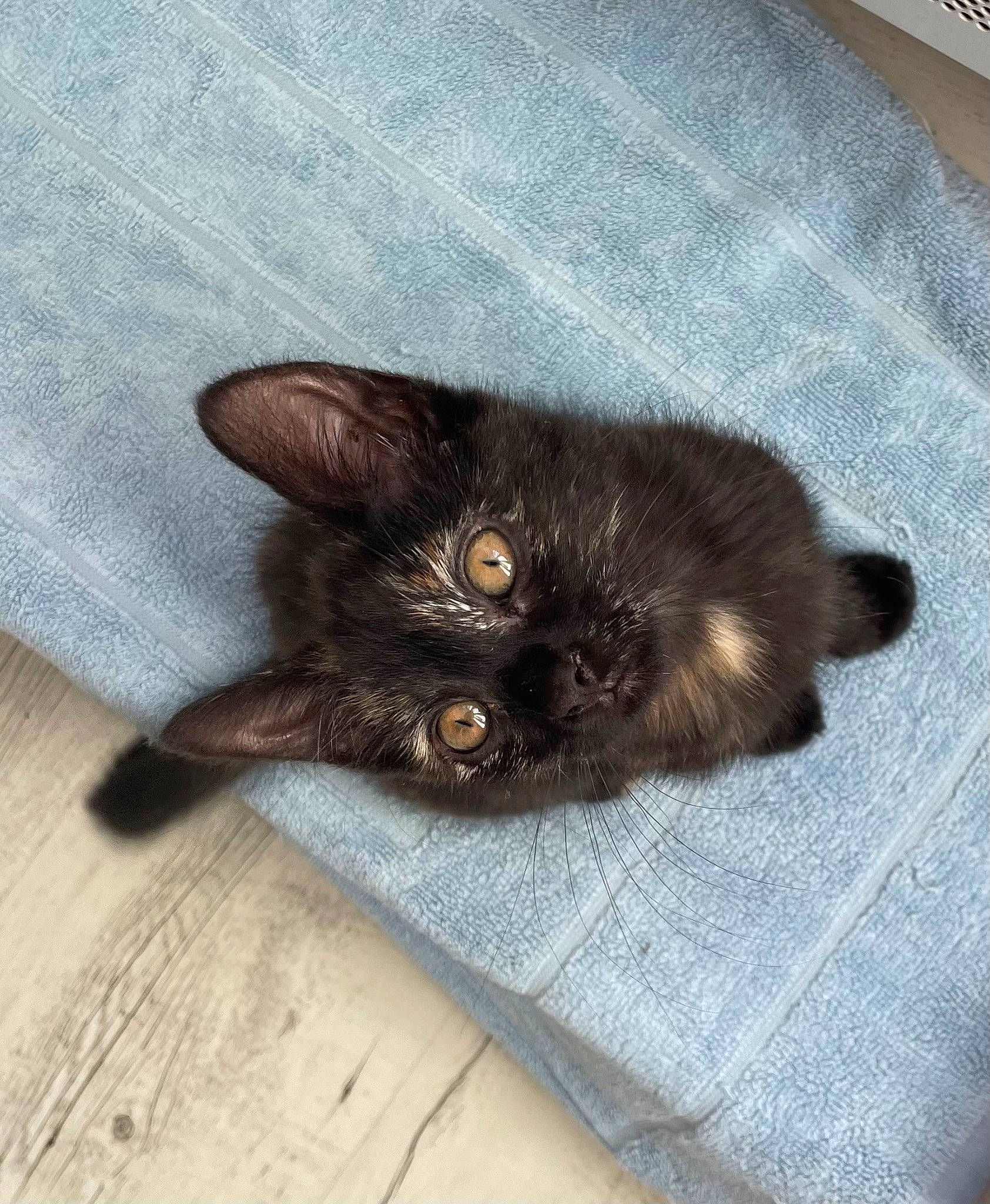 Mavis a rejoint le concours — aidez-le/la à gagner de superbes lots ! black_cat, bombay, brown, carnivore, cat, claw, comfort, domestic_short_haired_cat, fawn, felidae, flooring, fur, grey, hardwood, liver, paw, small_to_medium_sized_cats, tail, whiskers, wood