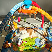 Simba a rejoint le concours — aidez-le/la à gagner de superbes lots ! cat, orange_cat, white_cat, sunlight, baby_play_mat, colorful, toy, hanging_toy, floor, indoor, relaxing, sleeping_cat, animal, pet, shadow, fabric, pattern, play_area, comfort, domestic_cat