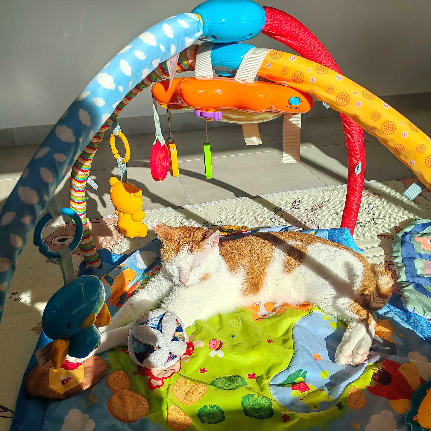 Simba a rejoint le concours — aidez-le/la à gagner de superbes lots ! animal, baby_play_mat, cat, colorful, comfort, domestic_cat, fabric, floor, hanging_toy, indoor, orange_cat, pattern, pet, play_area, relaxing, shadow, sleeping_cat, sunlight, toy, white_cat