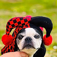 Lady a rejoint le concours — aidez-le/la à gagner de superbes lots ! dog, boston_terrier, costume, hat, jester_hat, red_pom_poms, black_and_red, face, pet, animal, outdoor, green_background, close_up, expression, hand, fur, portrait, cute, funny, animal_costume