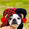dog, boston_terrier, costume, hat, jester_hat, red_pom_poms, black_and_red, face, pet, animal, outdoor, green_background, close_up, expression, hand, fur, portrait, cute, funny, animal_costume