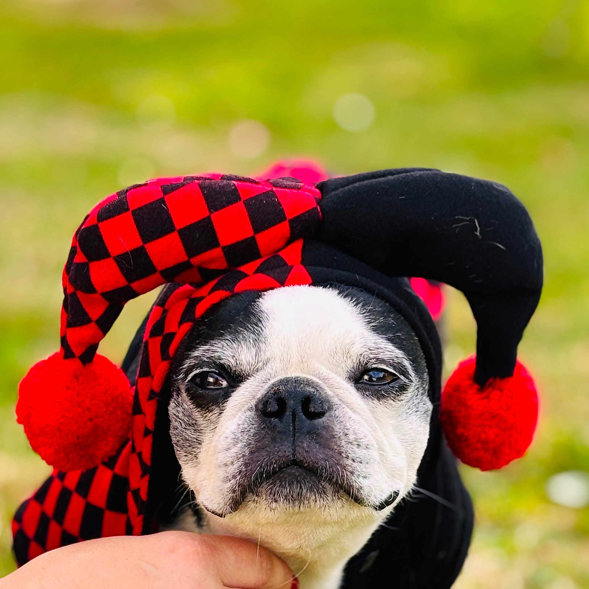 Lady a rejoint le concours — aidez-le/la à gagner de superbes lots ! dog, boston_terrier, costume, hat, jester_hat, red_pom_poms, black_and_red, face, pet, animal, outdoor, green_background, close_up, expression, hand, fur, portrait, cute, funny, animal_costume