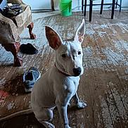 Chloe is registered to the contest to win money with this photo: animal, bucket, chair, collar, curious, dog, ears, floor, furniture, indoor, light, paw, pet, room, shadow, shoe, sitting, tail, white_dog, wooden_floor