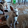 animal, bucket, chair, collar, curious, dog, ears, floor, furniture, indoor, light, paw, pet, room, shadow, shoe, sitting, tail, white_dog, wooden_floor