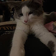 Conquest is registered to the contest to win money with this photo: animal, cat, closeup, cozy, cute, feline, fur, gray, home, indoor, mammal, paws, pet, relaxed, resting, sleepy, soft, stretching, whiskers, white