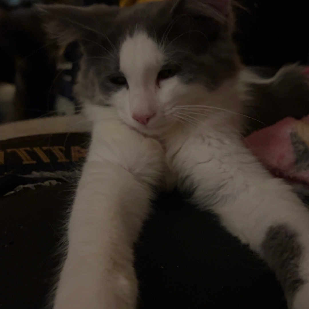 Conquest is registered to the contest to win money with this photo: animal, cat, closeup, cozy, cute, feline, fur, gray, home, indoor, mammal, paws, pet, relaxed, resting, sleepy, soft, stretching, whiskers, white
