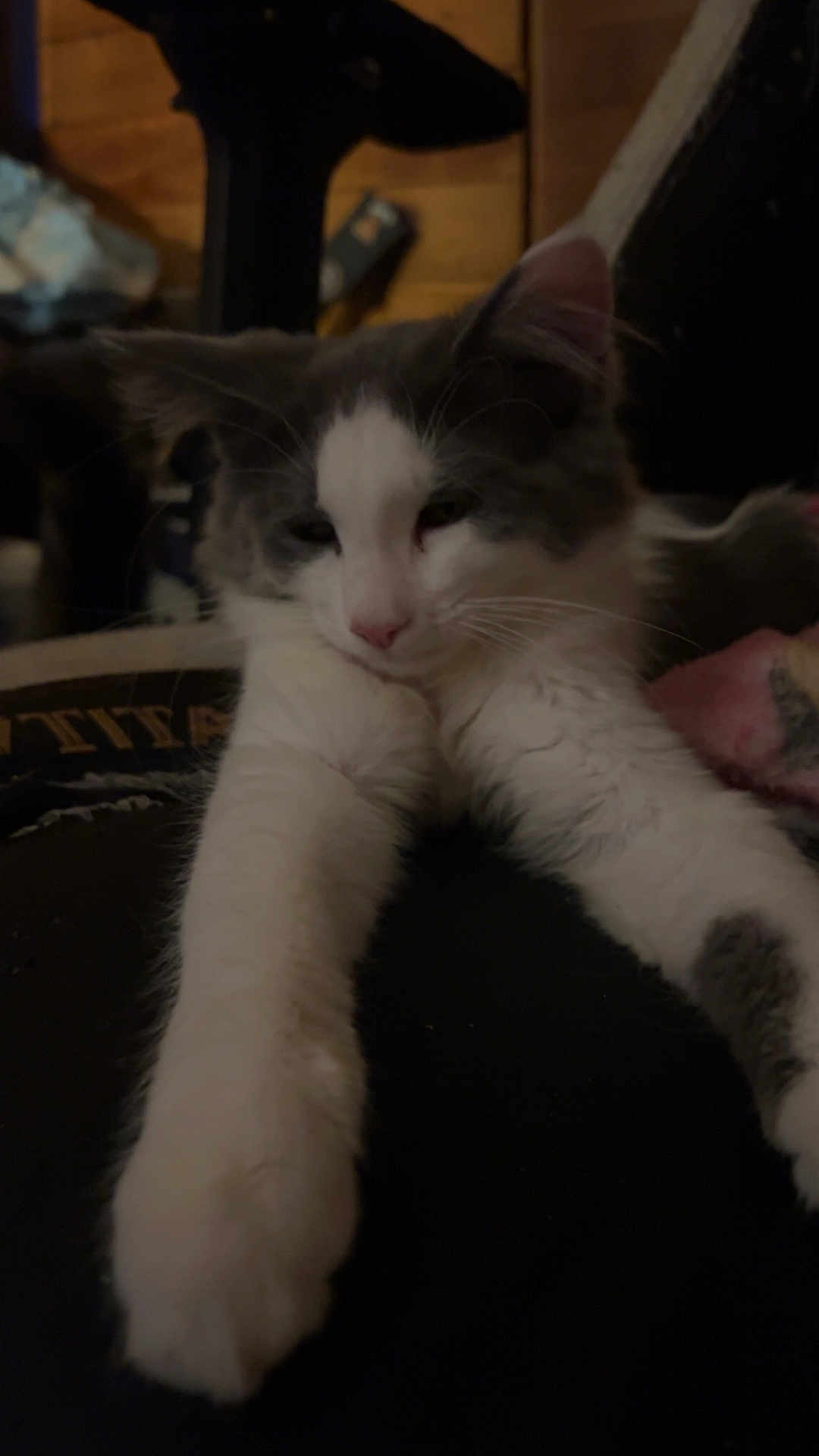 Conquest is registered to the contest to win money with this photo: animal, cat, closeup, cozy, cute, feline, fur, gray, home, indoor, mammal, paws, pet, relaxed, resting, sleepy, soft, stretching, whiskers, white