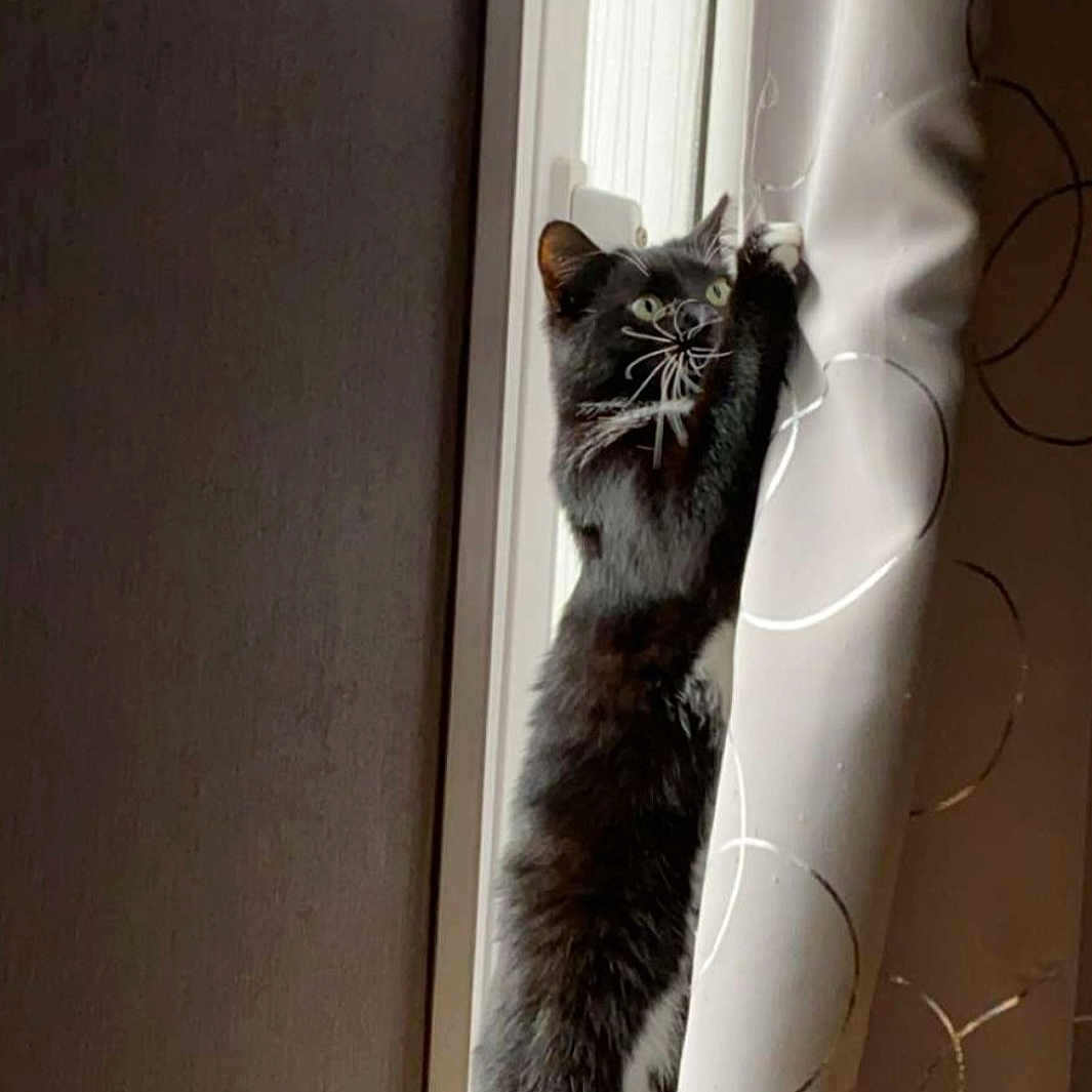 Otis participe au concours pour gagner de l'argent avec cette photo : black_and_white, cat, climbing, curious, curtain, feline, home, indoor, light, mischievous, pattern, paw, pet, shadow, soft_light, standing, stretching, tuxedo_cat, whiskers, window