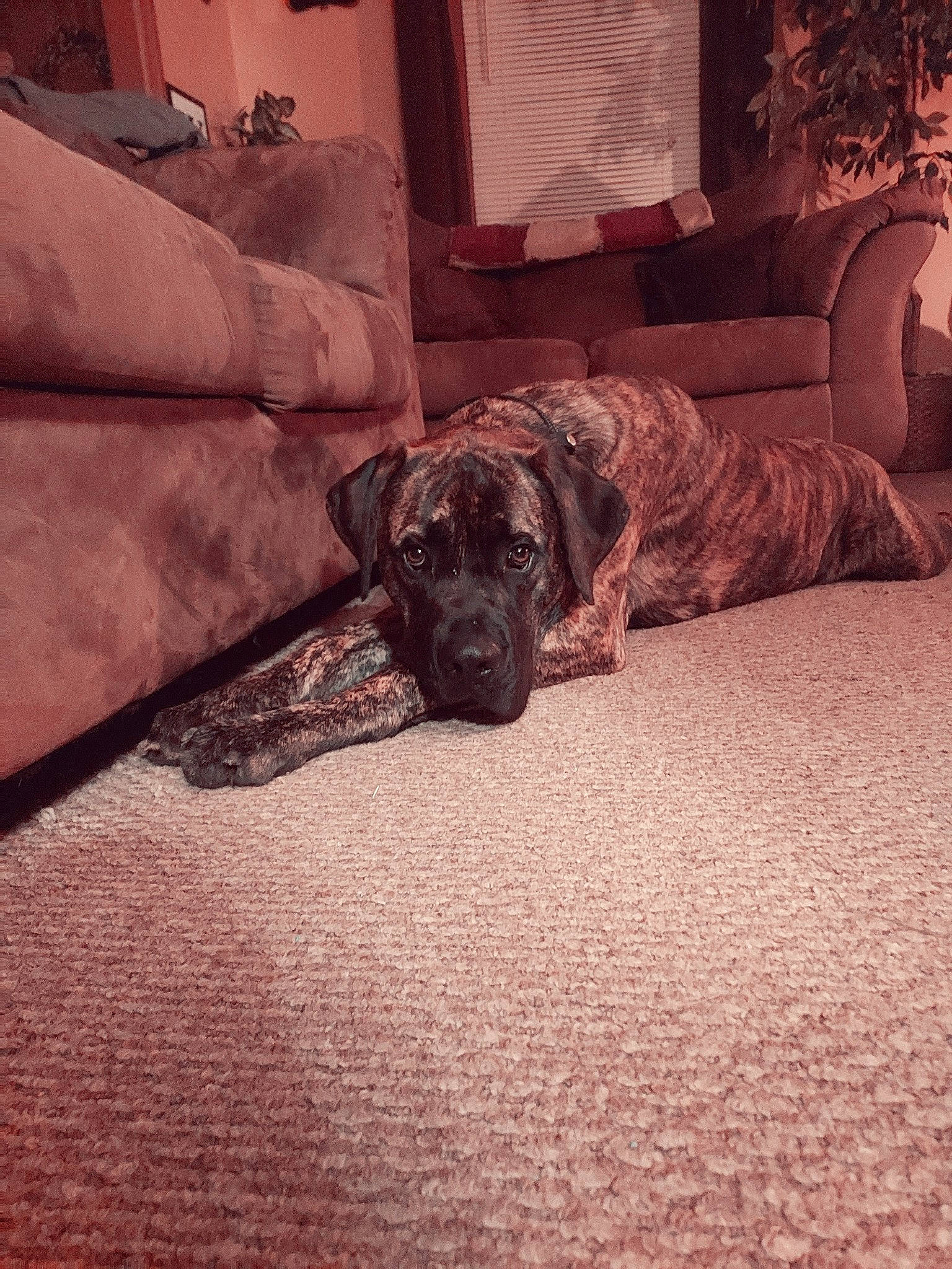 Mazi is registered to the contest to win money with this photo: canidae, carnivore, comfort, companion_dog, couch, dog, dog_breed, fawn, floor, flooring, hardwood, houseplant, liver, living_room, picture_frame, room, snout, tints_and_shades, wood, working_animal