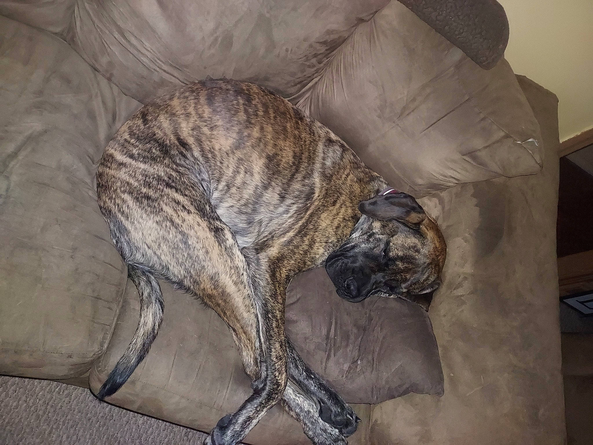 Mazi joined the competition — help win amazing prizes! canidae, carnivore, cimarron_uruguayo, comfort, companion_dog, dog, dog_breed, fawn, fur, grey, guard_dog, liver, snout, sporting_group, tail, terrestrial_animal, treeing_tennessee_brindle, whiskers, working_animal, wrinkle