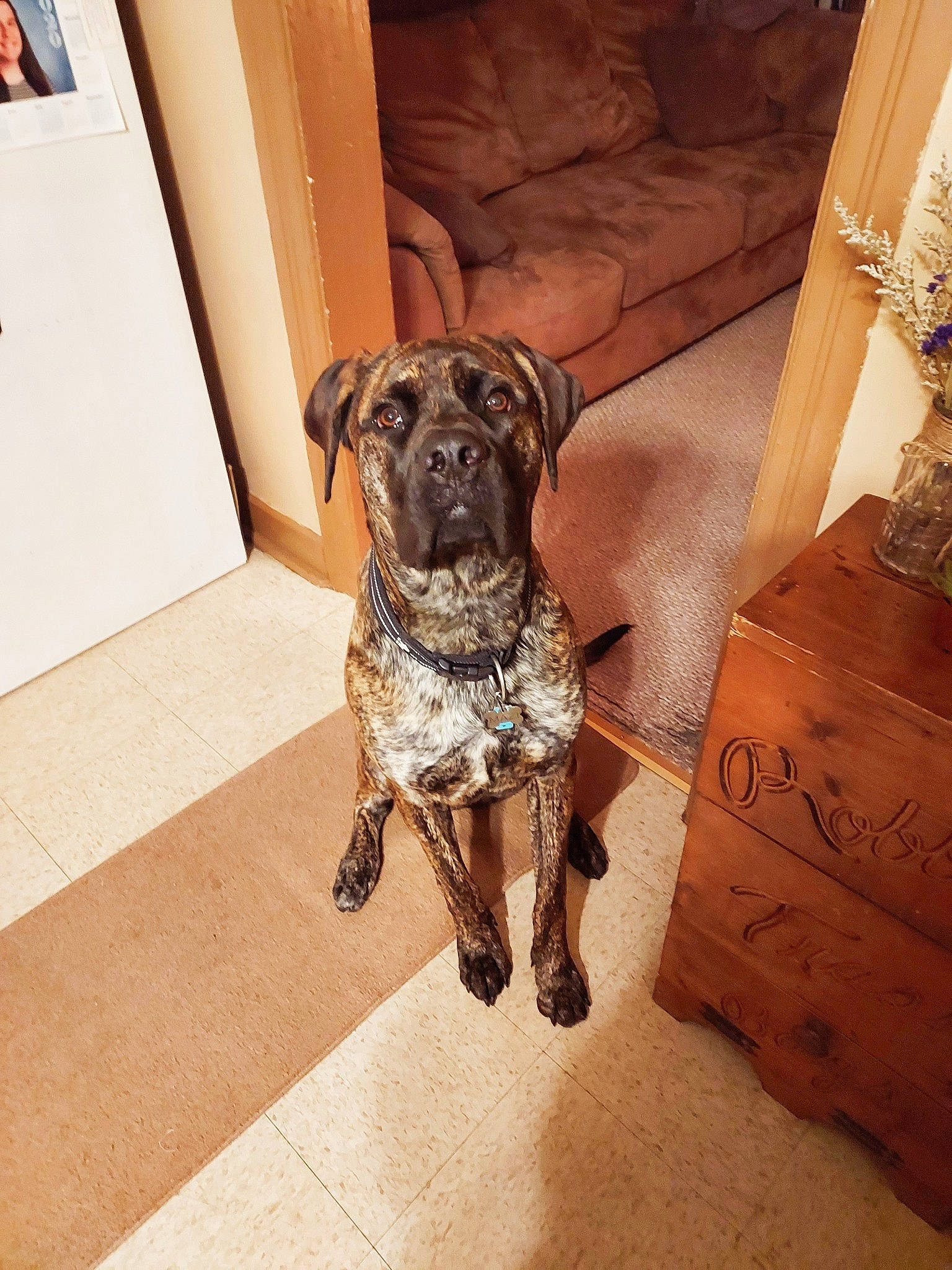 Mazi joined the competition — help win amazing prizes! canidae, carnivore, collar, companion_dog, dog, dog_breed, dog_collar, fawn, floor, flooring, fur, hardwood, liver, pet_supply, picture_frame, plant, snout, toy_dog, wood, working_animal