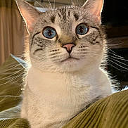 Bean is registered to the contest to win money with this photo: cat, blue_eyes, close_up, indoor, whiskers, pink_nose, curious, feline, pet, animal, soft_lighting, texture, cozy, fur, ears, portrait, domestic_cat, sitting, relaxed, background_blur