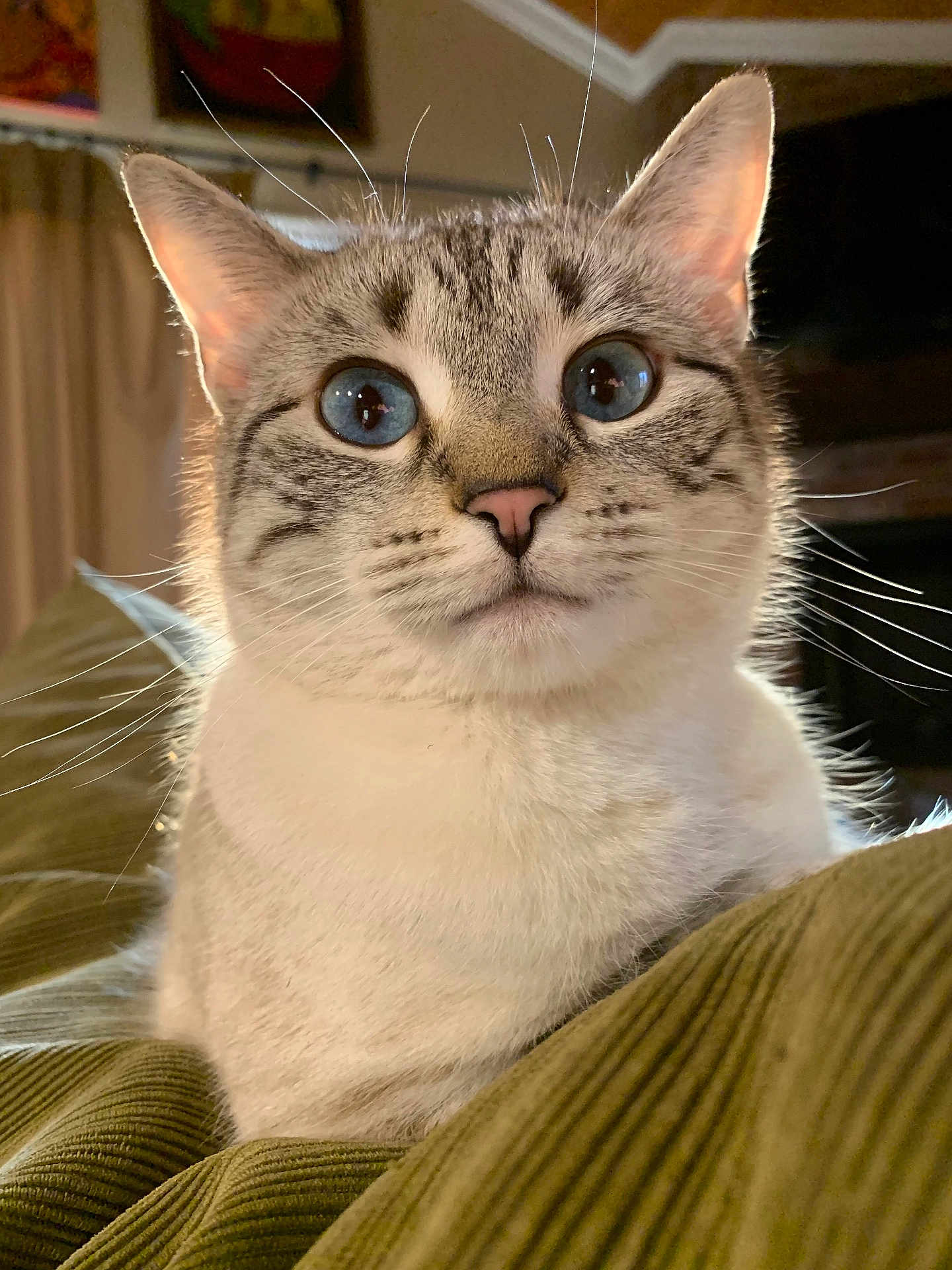 Bean is registered to the contest to win money with this photo: cat, blue_eyes, close_up, indoor, whiskers, pink_nose, curious, feline, pet, animal, soft_lighting, texture, cozy, fur, ears, portrait, domestic_cat, sitting, relaxed, background_blur