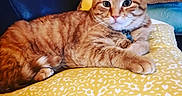 Dexter joined the competition — help win amazing prizes! cat, ginger_cat, tabby, pet, feline, animal, indoor, couch, pillow, yellow_pillow, patterned_pillow, fur, whiskers, ears, eyes, relaxed, resting, closeup, domestic_cat, cozy