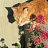 Dexter joined the competition — help win amazing prizes! cat, orange_cat, shadow, flowers, pink_flowers, garden, sunlight, collar, outdoor, plant, leaf, wall, nature, animal, pet, closeup, feline, curious, daylight, portrait