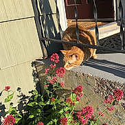Dexter is registered to the contest to win money with this photo: cat, orange_cat, flower, pink_flower, doorstep, metal_bars, sunlight, outdoor, plant, green_leaves, curious, pet, animal, home, door, shadow, nature, daylight, wall, garden