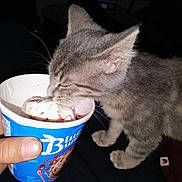 Baby is registered to the contest to win money with this photo: blue_bunny, cat, close_up, cup, dessert, flash_photography, gray_cat, human_hand, ice_cream, indoor, kitten, licking, messy, night, paw, pet_owner, playful, strawberry_sauce, sweet_treat, whiskers