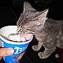 blue_bunny, cat, close_up, cup, dessert, flash_photography, gray_cat, human_hand, ice_cream, indoor, kitten, licking, messy, night, paw, pet_owner, playful, strawberry_sauce, sweet_treat, whiskers