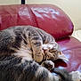 Baby is registered to the contest to win money with this photo: cat, closeup, couch, cozy, curled, domestic, feline, fur, green_eye, indoor, leather, living_room, paw, paw_pad, pet, playful, red, sleeping, tabby, whiskers
