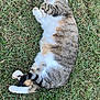 cat, tabby, sleeping, grass, outdoor, animal, pet, feline, relaxation, nature, fur, whiskers, tail, paws, resting, cute, domestic, mammal, peaceful, sunlight