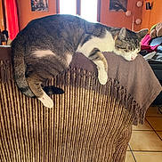Luigi a rejoint le concours — aidez-le/la à gagner de superbes lots ! cat, tabby_cat, sleeping, armchair, blanket, indoor, furniture, home, cozy, pet, relaxation, orange_wall, window, natural_light, tile_floor, living_room, decor, household, comfort, domestic_animal